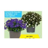 Staudenmix „Bergblüher” versch. Sorten und Blütenfarben HOFER 1 Stück