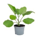 Dehner Mini Aubergine, Topf Ø10,5 cm Dehner 1 Stück