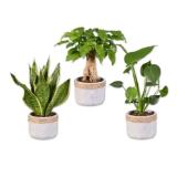 Exotische Grünpflanze im Steintopf Verschiedene Arten Lidl 1 Stück