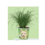 Grünpflanze Katzengras, ø-Topf: 12 cm, Höhe ca. 25 - 30 cm HOFER 1 Stück