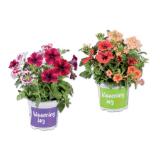 Blühtrio Verschiedene Arten und Farben Lidl 1 Stück