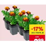 Tagetes MPREIS 4 Stück
