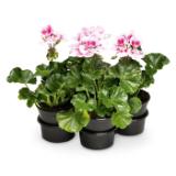 Pelargonien versch. Sorten HOFER 4 Stück