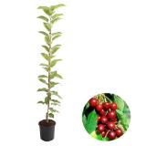 Dehner Säulenkirsche Dehner 1 Stück