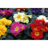 Primel 526113 HELLWEG 1 Stück