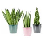 Sansevieria in Keramik Verschiedene Arten-und Topffarben Lidl 1 Stück