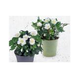 Schneerose in Kunststoffschale oder Zinkgefäß HOFER 1 Stück