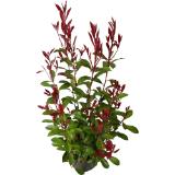 Glanzmispel, Preisangabe ohne MwSt. (Preis inkl. MwSt. 11,29 €), METRO 1 Stück