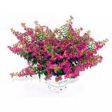 Bild von Plantiflor Japanische Scheinmyrthe „Flori Glory“ 370839 HELLWEG 1 Stück