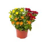 Promotion Bild von Plantiflor Herbstzauber verschiedene Sorten 351821 HELLWEG 1 Stück