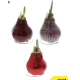 Ritterstern 1 oder 2-Trieber 42770556 BayWa 1 Stück