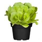Wintergemüse Lactuca sativa Bellaflora 6 Stück