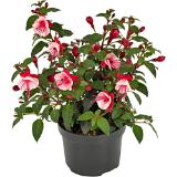 Fuchsia od. Verbena verschiedene Ausführungen, Preisangabe ohne MwSt. (Preis inkl. MwSt. 2,25 €), METRO 1 Stück