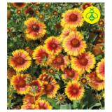 Bild von Großblumige Kokardenblume 9454228 BayWa 1 Stück