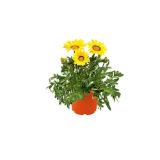 Plantiflor Beet- und Balkonpflanzen Gazania 566724 HELLWEG 1 Stück