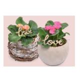 Bepflanzte Frühlings- und Valentins-Arrangements Rinden-Kugeltopf/Granit-Kugeltopf HOFER 1 Stück