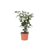 Kamelie Verschiedene Blütenfarben Lidl 1 Stück