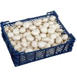 Champignons weiss, Preisangabe ohne MwSt. (Preis inkl. MwSt. 3,95 €), METRO 1 Kilogramm