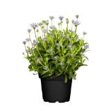 Plantiflor Kapastern Felicia Amelloides 526451 HELLWEG 1 Stück