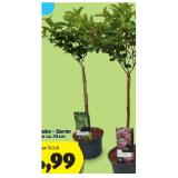 Hortensie Hortensien – Stamm Höhe ca. 70 cm HOFER 1 Stück