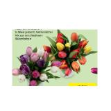 Tulpen Rainbow verschiedenen Blütenfarben HOFER 14 Stück