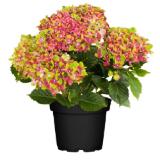 grow by OBI Bauernhortensie "Saxon Schloss Wackerbarth" ca. 30 - 40 cm OBI 1 Stück