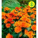 Chrysanthemen „Garden Mums“ 42782495 BayWa 1 Stück