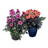 Dahlie „Happy Days“ Verschiedene Blütenfarben Lidl 1 Stück