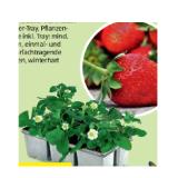 Erdbeerpflanzen HOFER 6 Stück