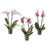 Schmetterlingsorchidee 2-Trieber Verschiedene Blütenfarben Lidl 1 Stück