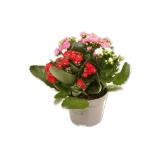 Kalanchoe Tricolor Lidl 1 Stück