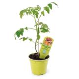 Zurück zum Ursprung Bio-Tomatenrarität versch. Sorten HOFER 1 Stück