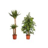 Solitärpflanze Verschiedene Arten Lidl 1 Stück