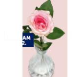 Langstielrose HOFER 1 Stück