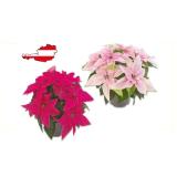 Weihnachtsstern Mehrtrieber „Princettia” Lidl 1 Stück