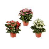 Kalanchoe Verschiedene Blütenfarben Lidl 1 Stück