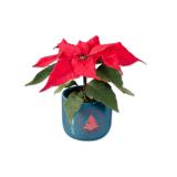 Mini Weihnachtsstern in Keramik Lidl 1 Stück