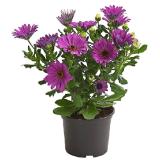 Dehner Kapkörbchen versch. Farben Dehner 1 Stück