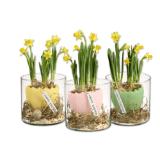 Oster-Arrangement mit Narzissen Verschiedene Topffarben Lidl 1 Stück