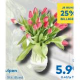Tulpen T&G 15 Stück
