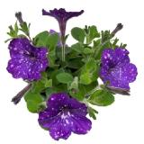 grow by OBI Petunia Sternenhimmel Petunia-Hybride Topf Ø 12 cm OBI 1 Stück