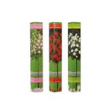 Rosenstamm in Faltschachtel versch. Blütenfarben Lidl 1 Stück