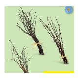 Frühlingszweige div. Sorten HOFER 1 Bund