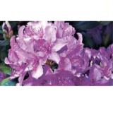 Rhododendron 552077 HELLWEG 1 Stück