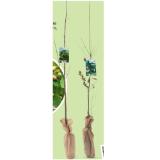 Trockenheitsliebende Bäume versch. Sorten HOFER 1 Stück