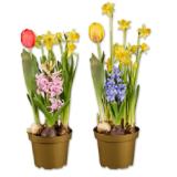 Blumenzwiebelgarten div. Sorten Lidl 1 Stück