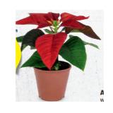 Weihnachtsstern Ø-Topf: 9 cm, H ca. 18 - 20 cm HOFER 1 Stück