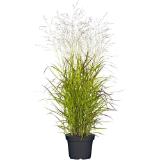 Bild von Plantiflor Ruten-Hirse 350425 HELLWEG 1 Stück