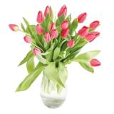 Tulpen MPREIS 20 Stück