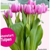 Bart und Bastian Tulpen Sutterlüty 7 Stück